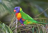 Rainbow Lorikeet